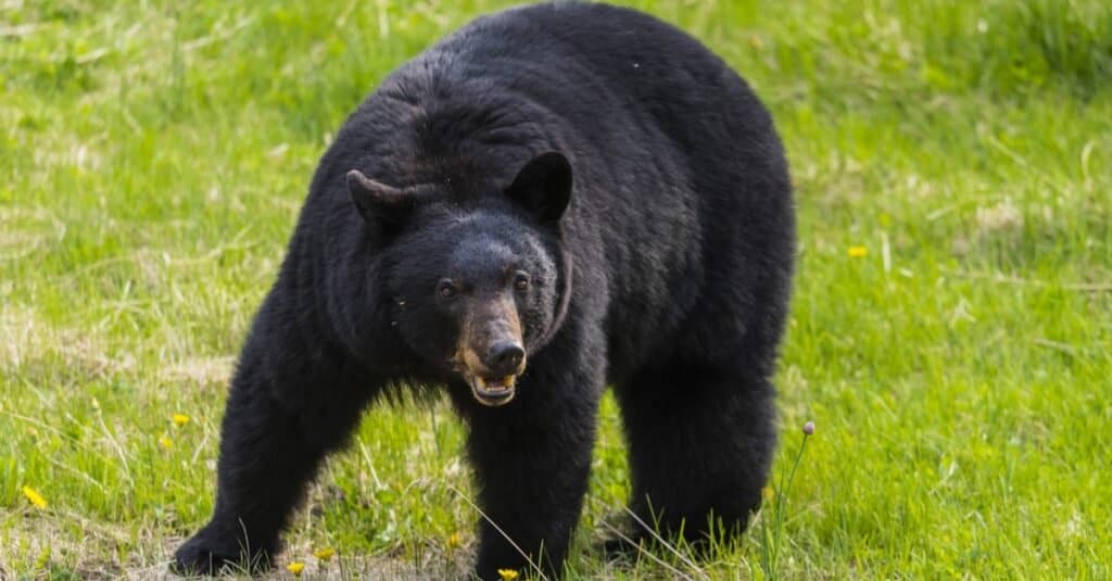 Gli orsi neri sono attratti dalla spazzatura umana e dal cibo