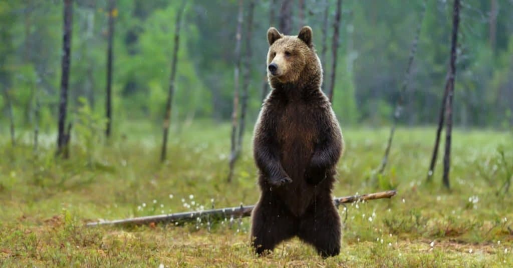Orso bruno euroasiatico