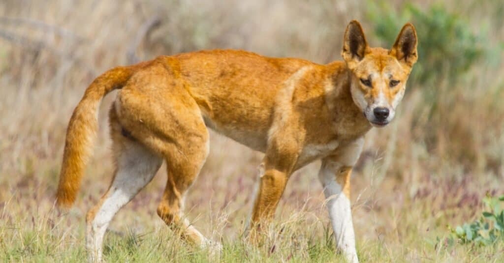 Gli animali più feroci