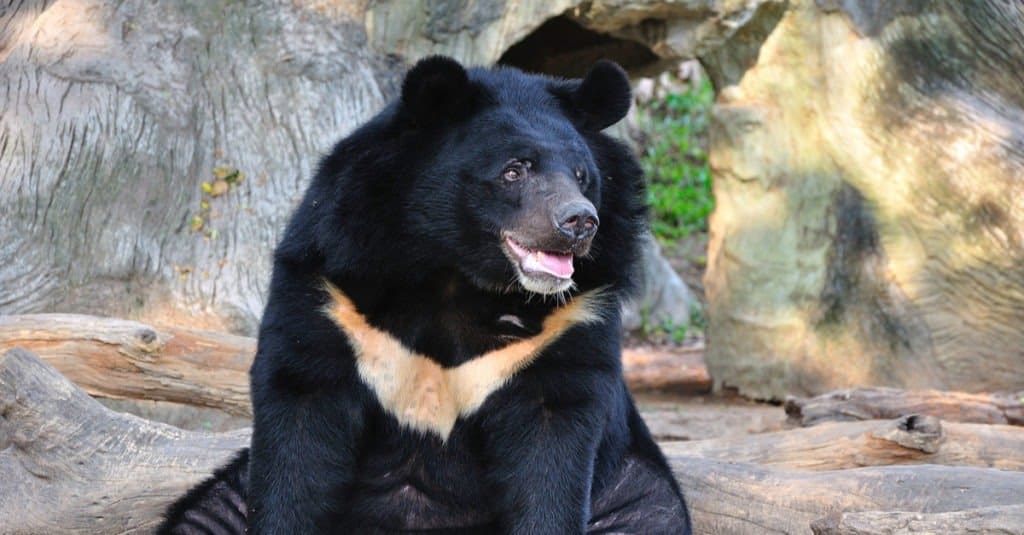 Orso nero asiatico