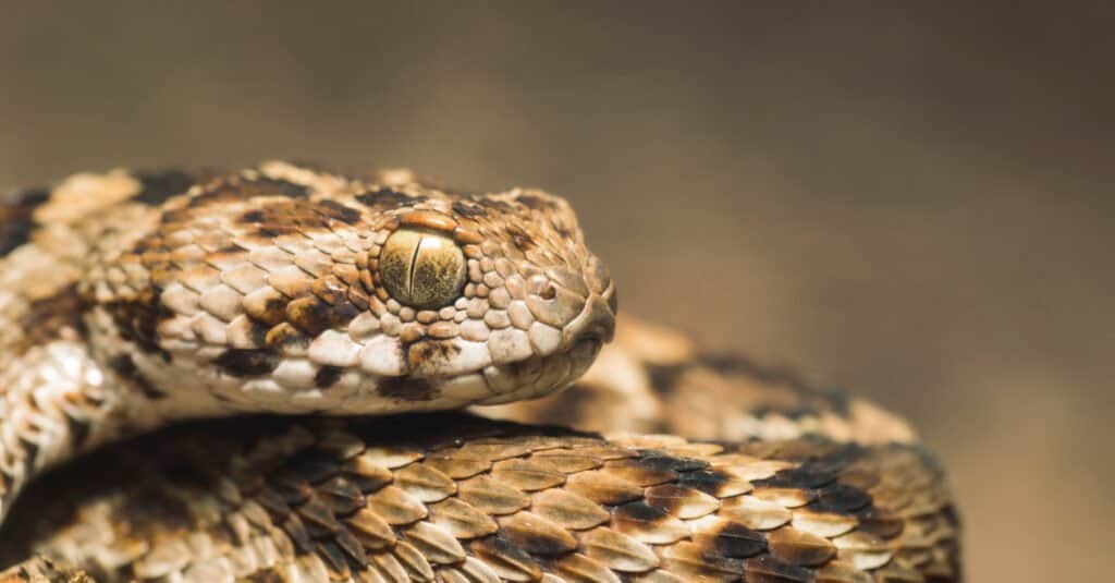 Vipera del tappeto, Echis carinatus carinatus, in India.  Hanno code corte e colorazione del tono della terra.