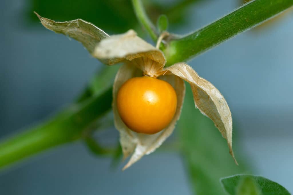 Ciliegia macinata