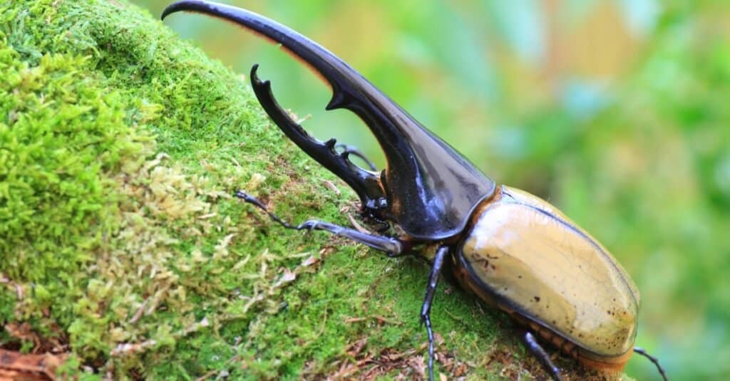 Scarabeo Ercole (Dynastes hercules) su un ramo coperto di muschio in Ecuador.