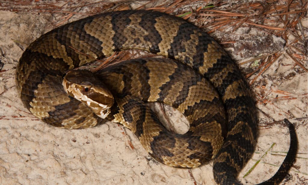 Serpente mocassino
