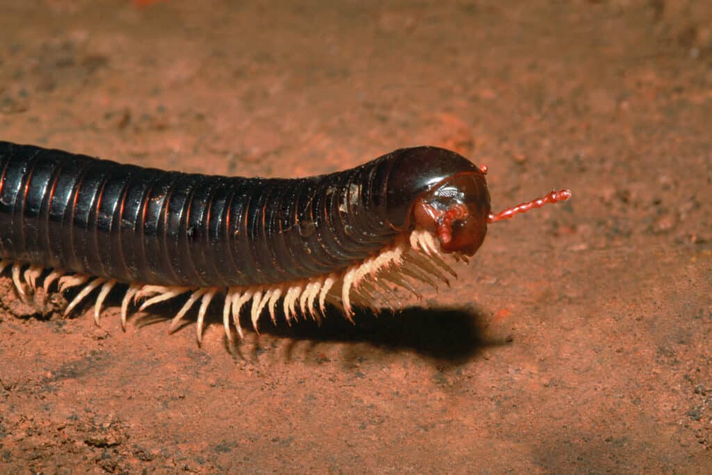 Millepiedi, Narceus americanus