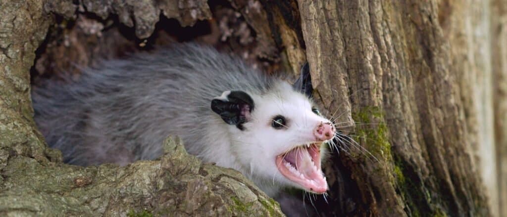 Denti scoperti di opossum