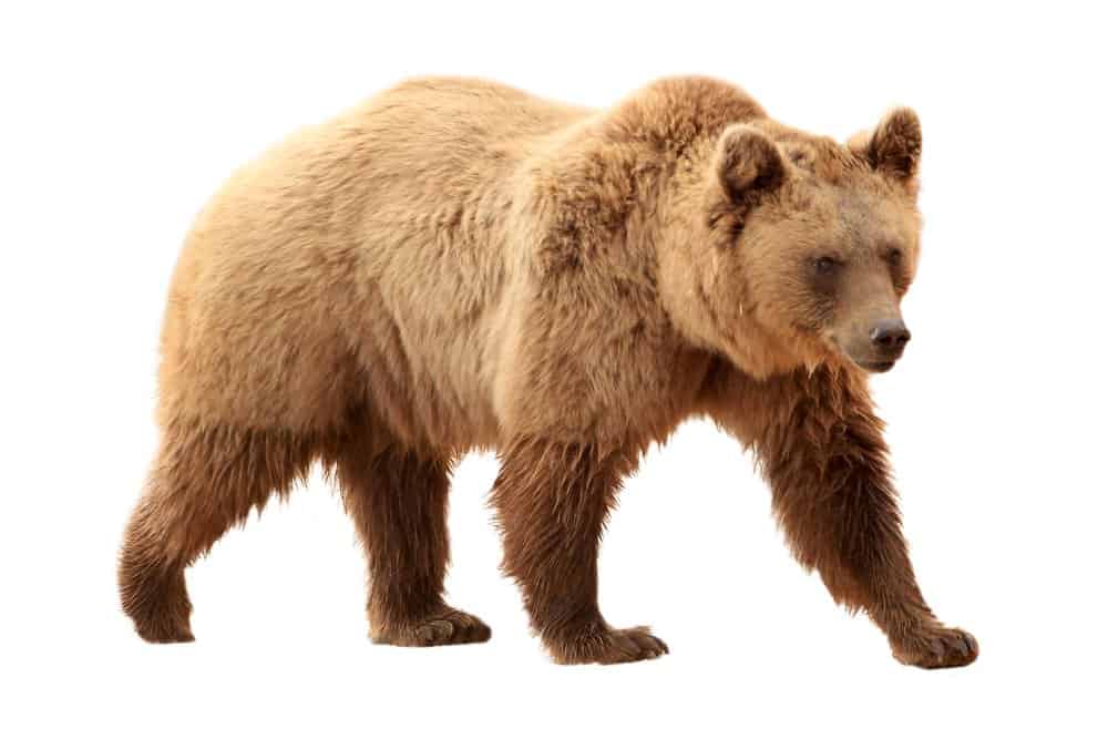 Orso grizzly