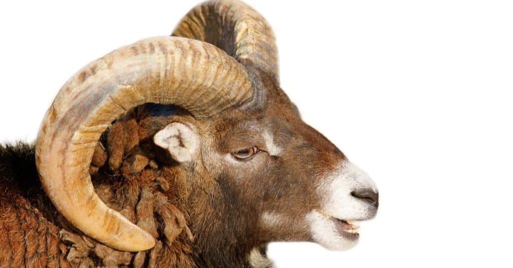 Pecore Bighorn isolate su sfondo bianco