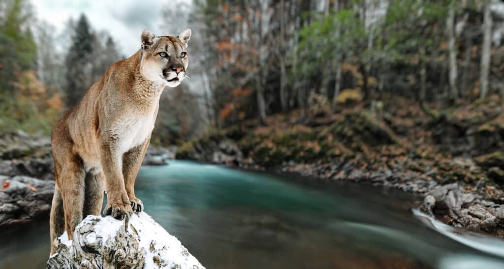 Puma