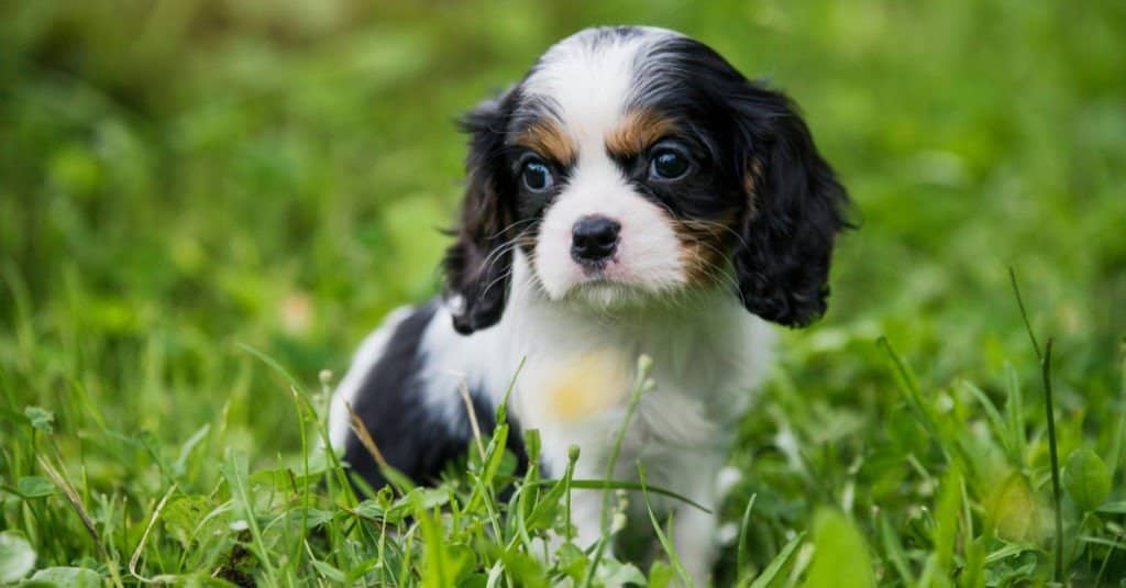 King Charles Spaniel contro Cavalier King Charles Spaniel