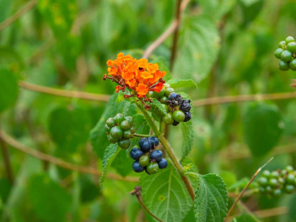 semi di lantana