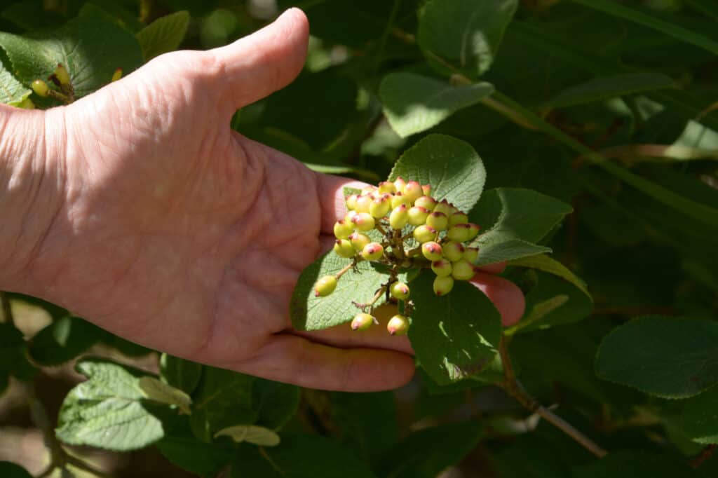 semi di lantana