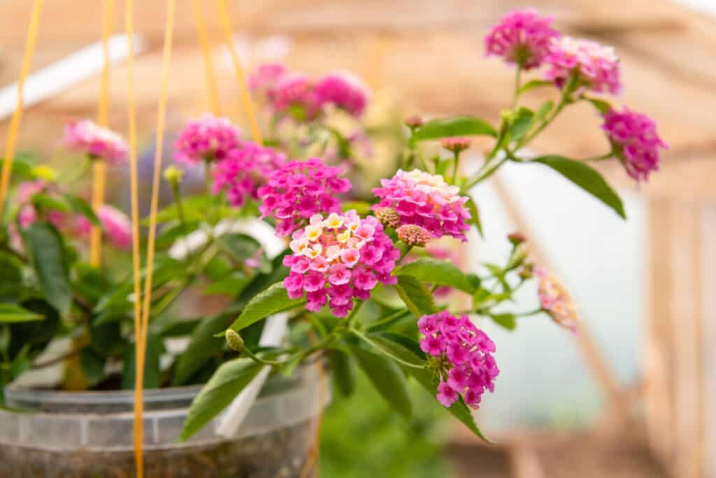 semi di lantana