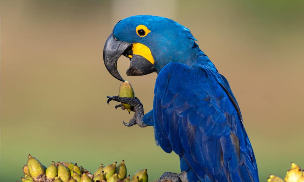 Ara blu che mangia