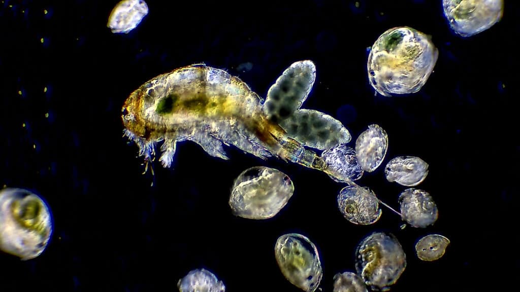 Copodi