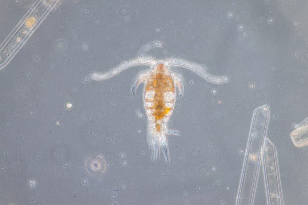 Copodi