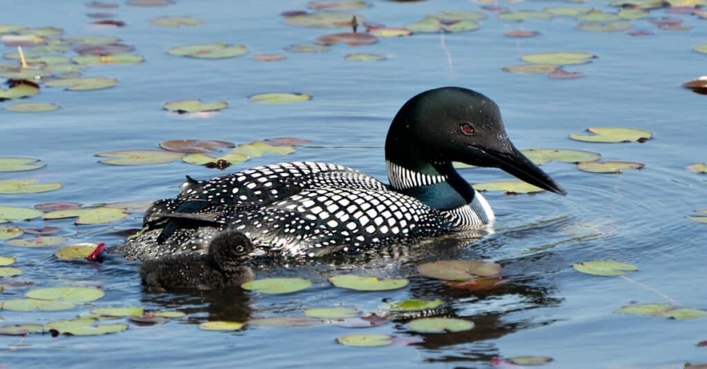 Gli uccelli più pericolosi