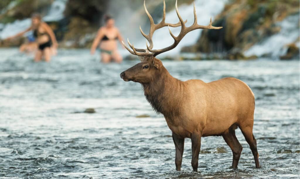 Yellowstone di fiume bollente
