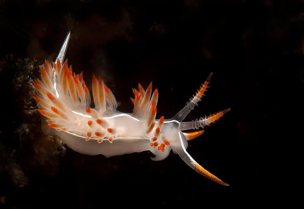 nudibranco