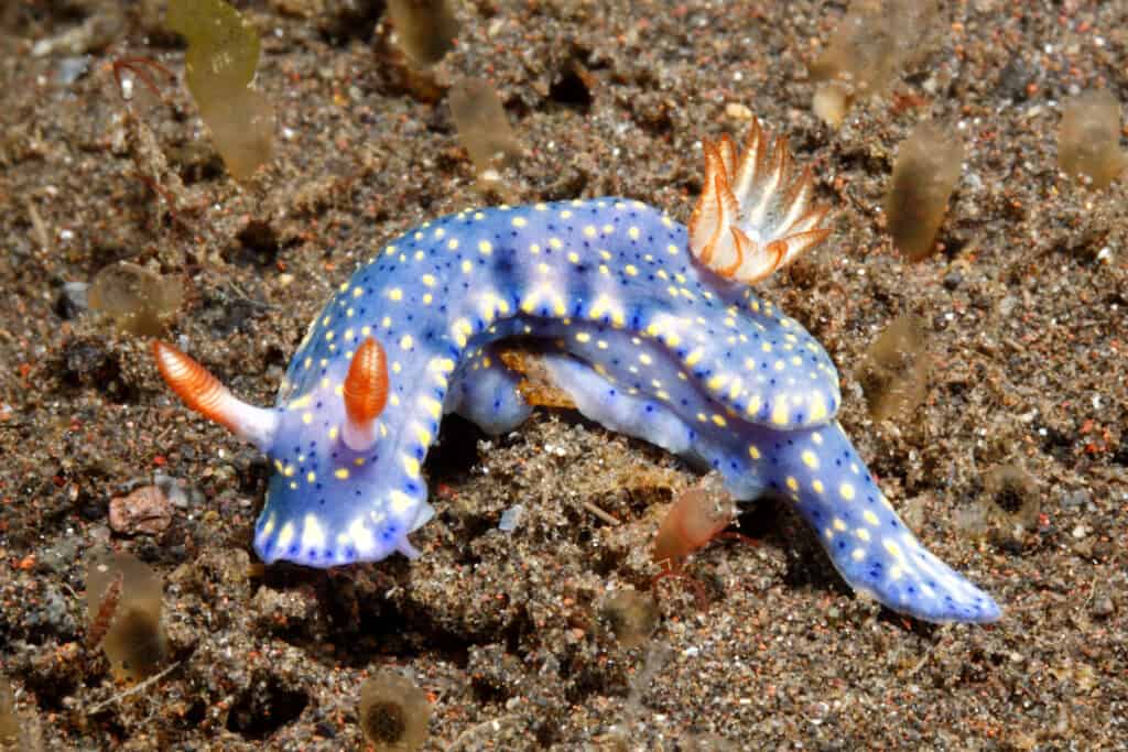 Lumaca di mare