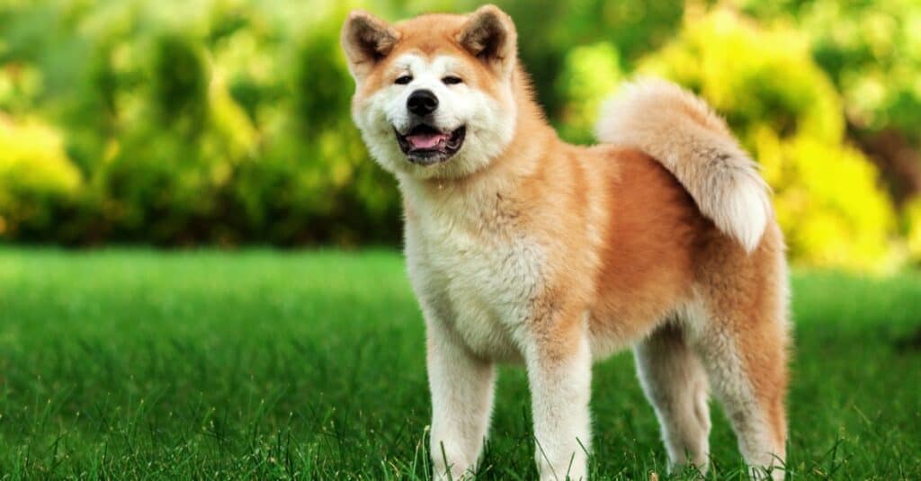 Akita in piedi fuori, sorridente