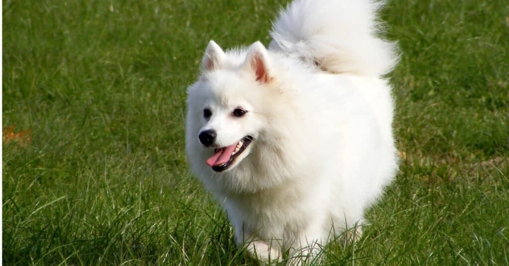Razze di cani giapponesi: Spitz giapponese che cammina nell'erba