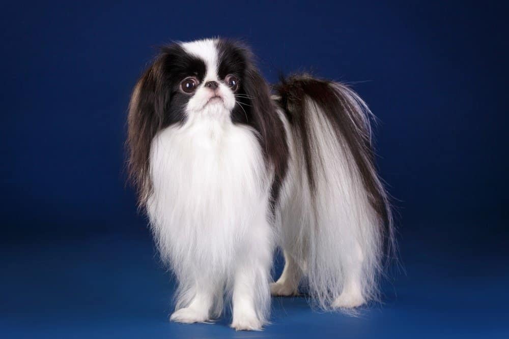Bellissimo piccolo cane giocattolo bianco e nero giapponese Chin Spaniel su sfondo reale blu scuro in studio
