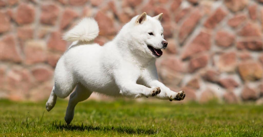 Razze di cani giapponesi: Hokkaido Running