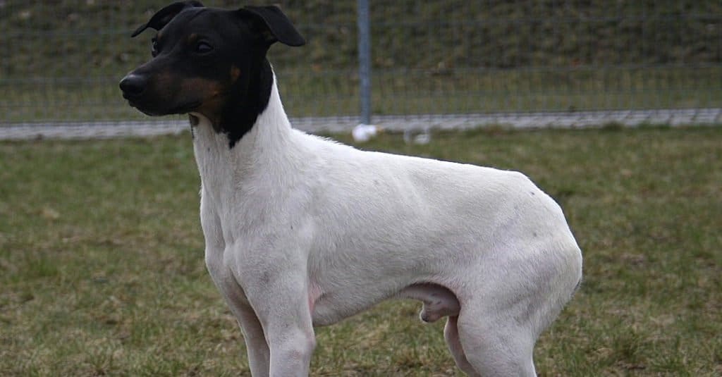 Terrier giapponese in piedi sull'erba fuori