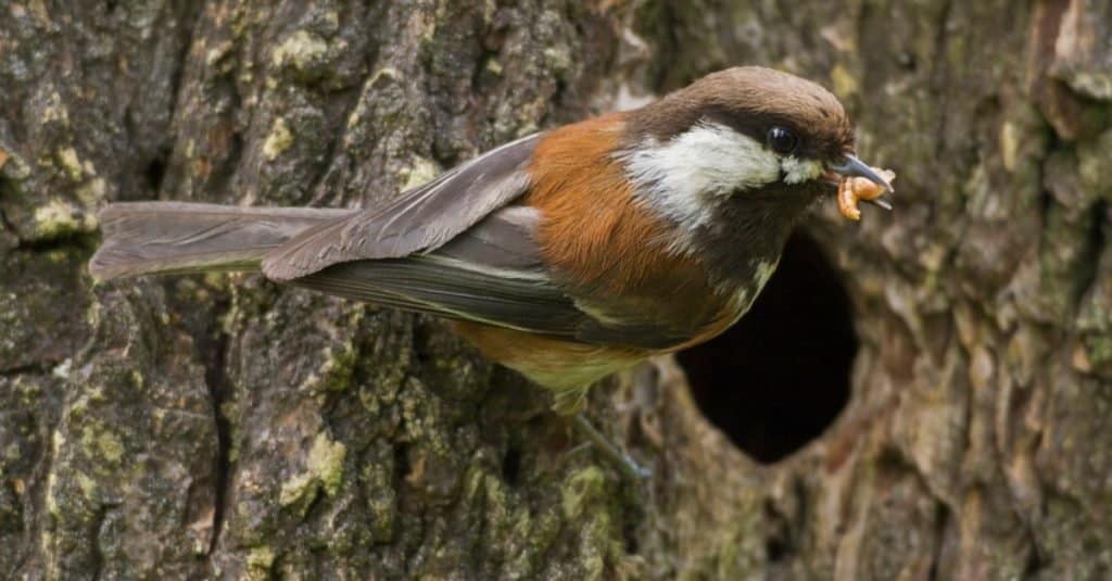Chickadee dal dorso di castagno alla cavità del nido con cibo per i bambini.