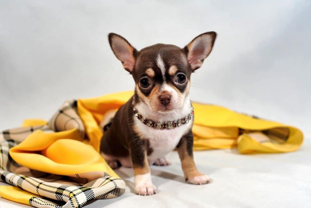 Cucciolo di chihuahua