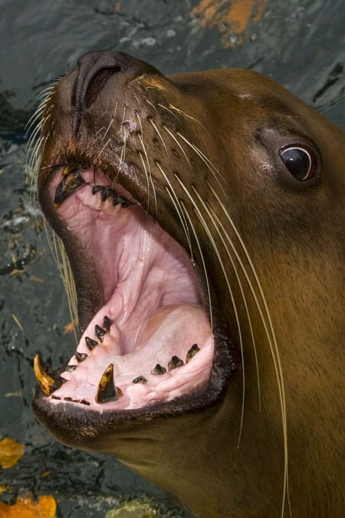 Accessibilità, Animale, Testa di animale, Bocca di animale, Denti di animale
