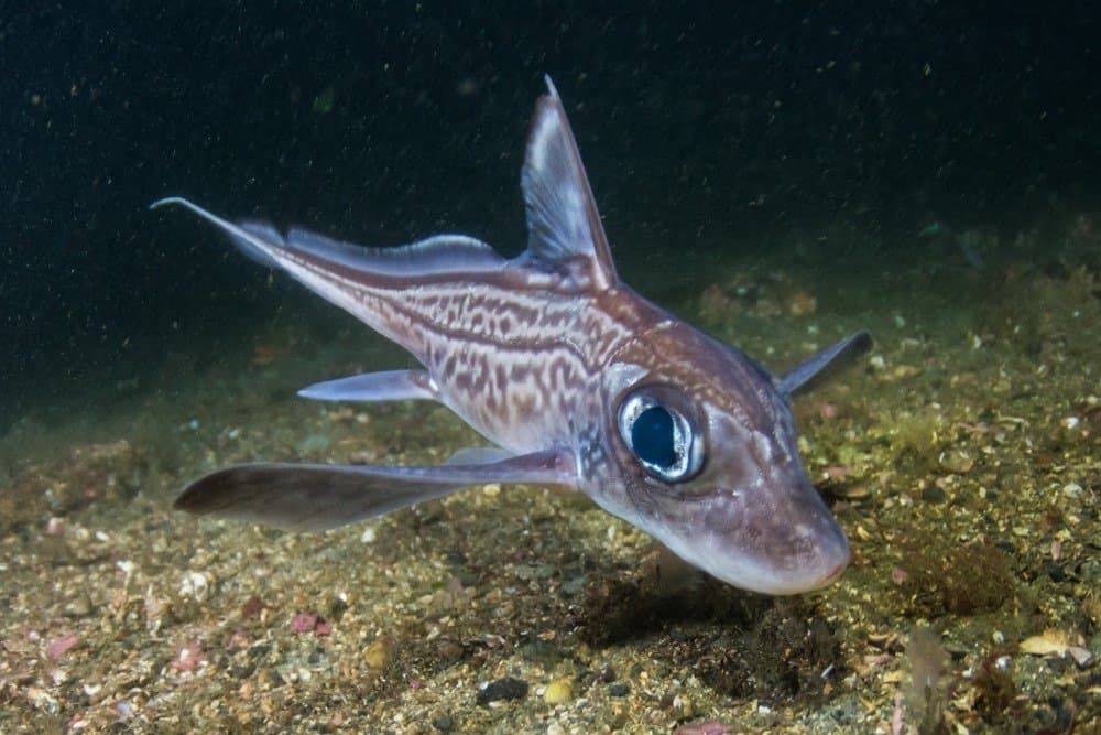 Pesce coniglio (Chimera monstrosa) nel fiordo di Trondheim