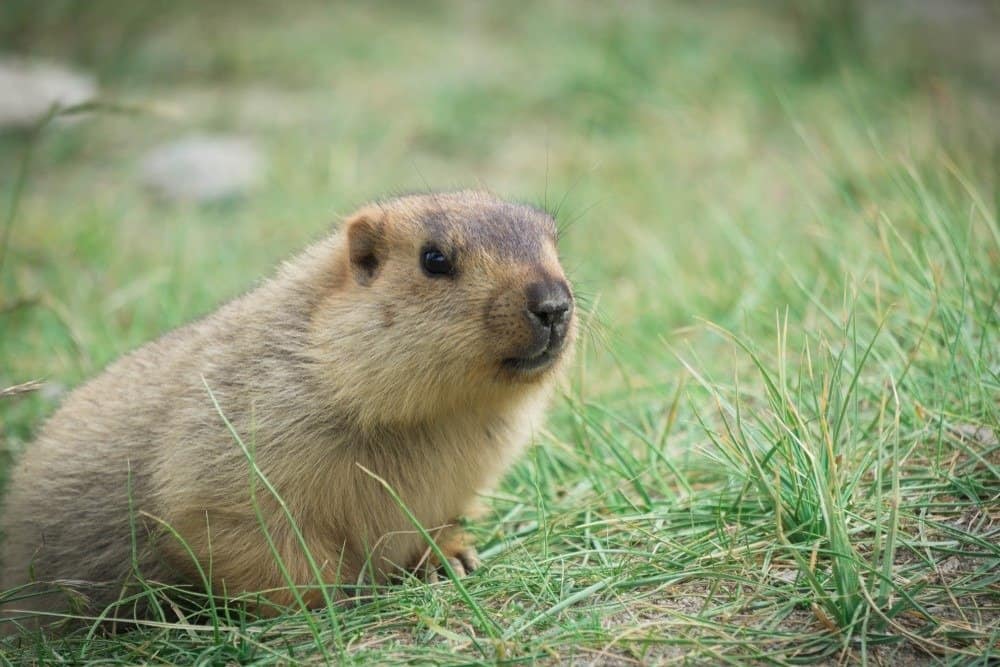 Marmotta sull'erba