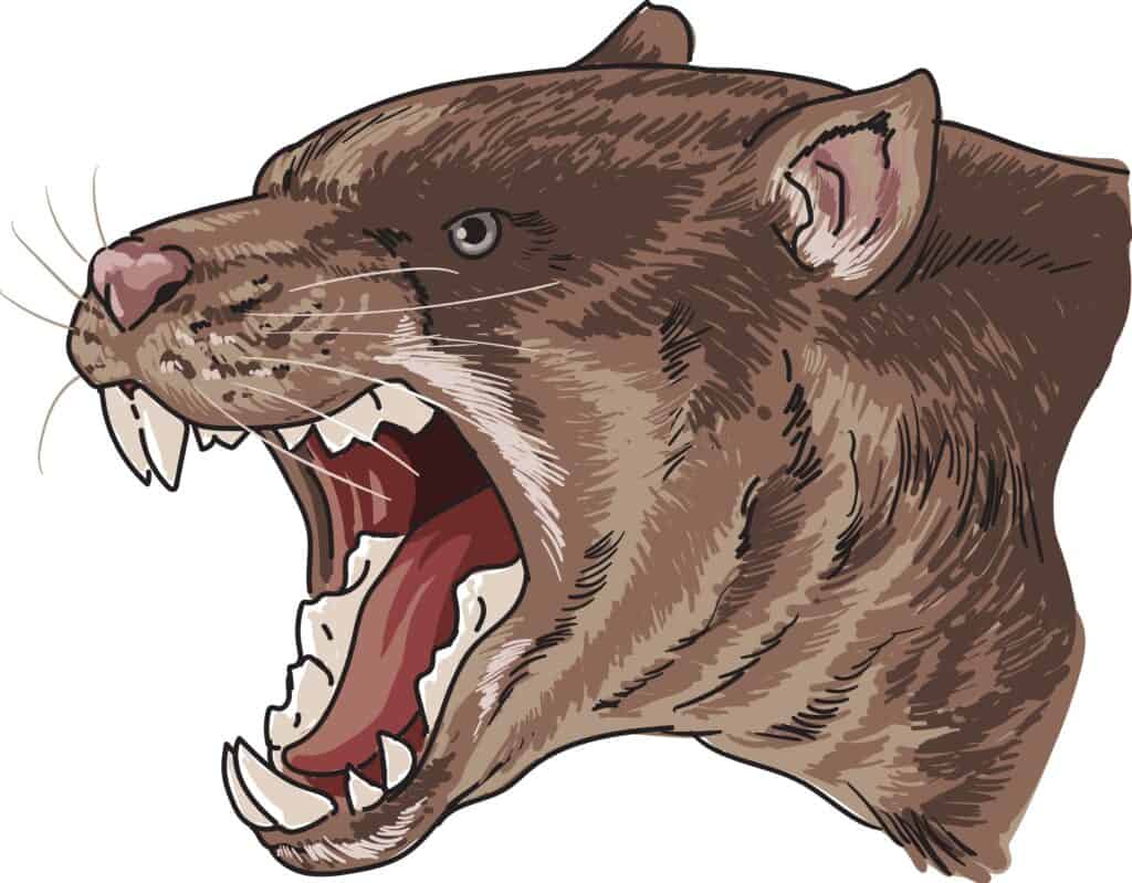 illustrazione del tilacoleo