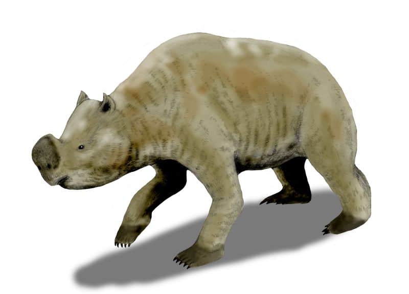 Zigomaturo