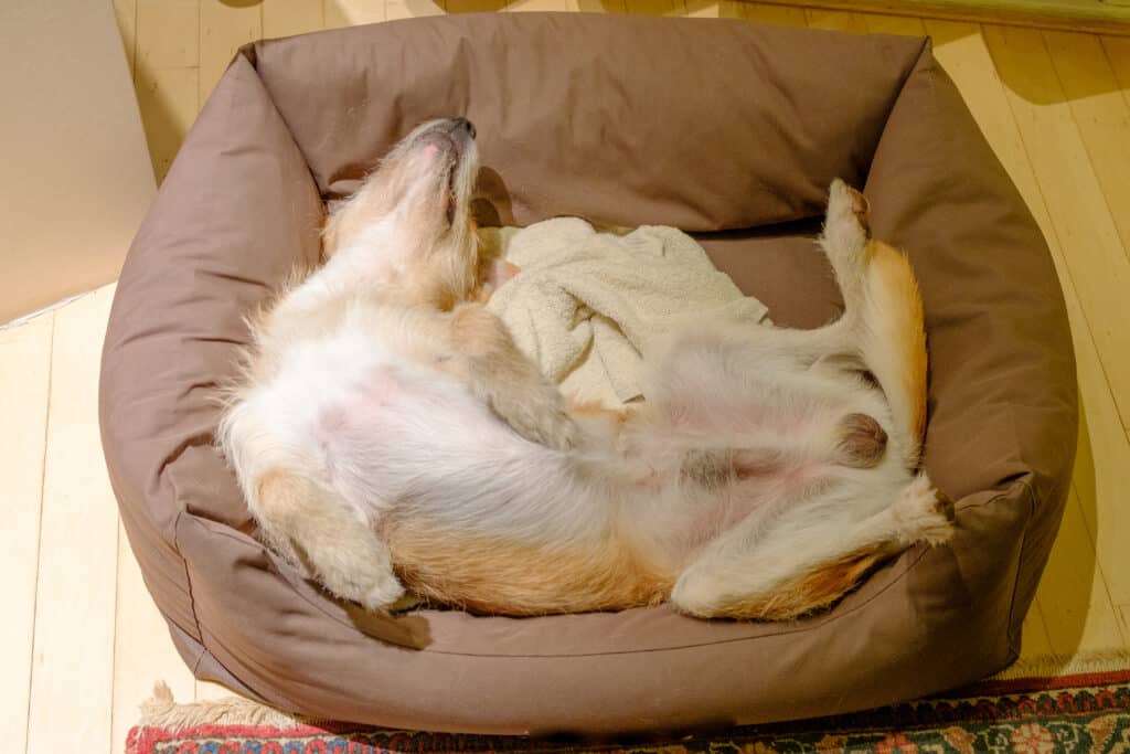 cane che dorme sulla schiena