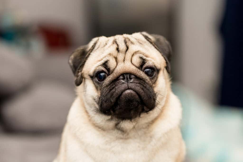 carlino