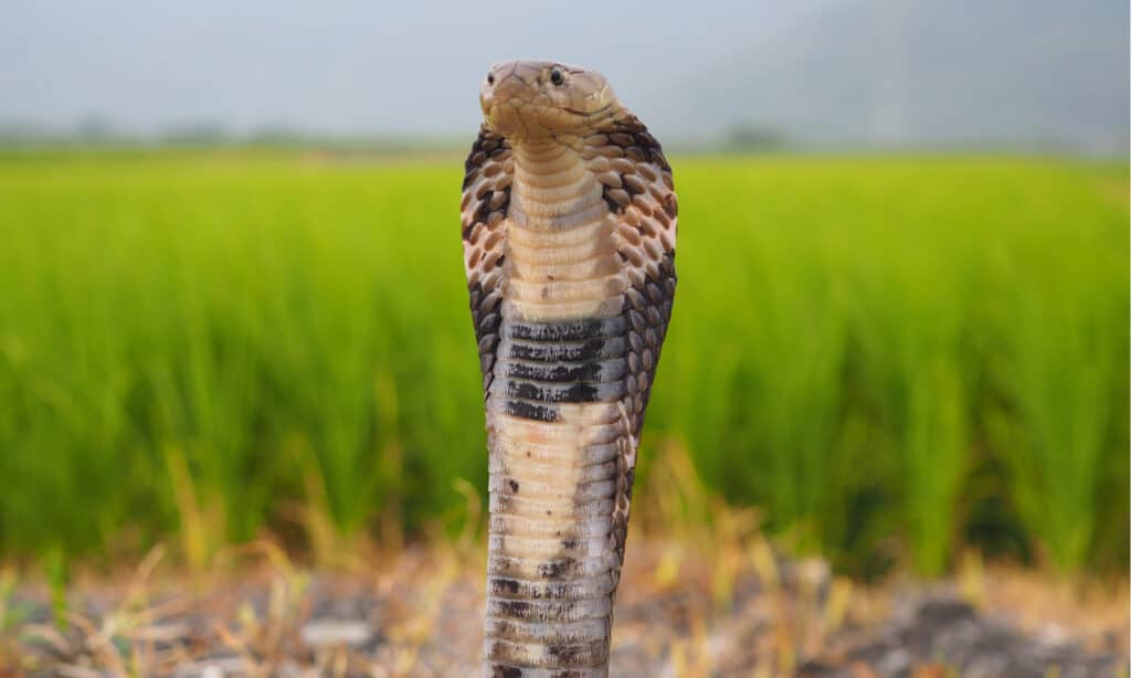 Il cobra di Taiwan è un altro nome per il cobra cinese