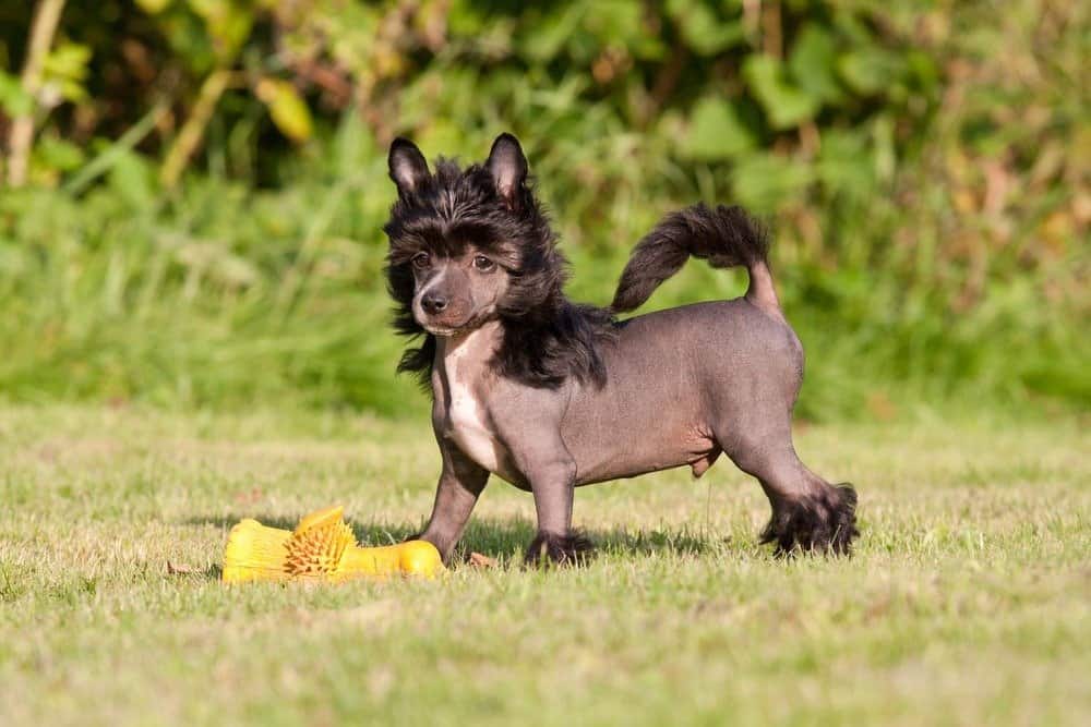 Ritratto di bel giovane cane crestato cinese