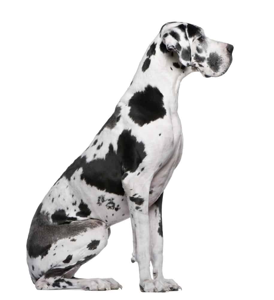 Great Dane Arlecchino seduto davanti a uno sfondo bianco