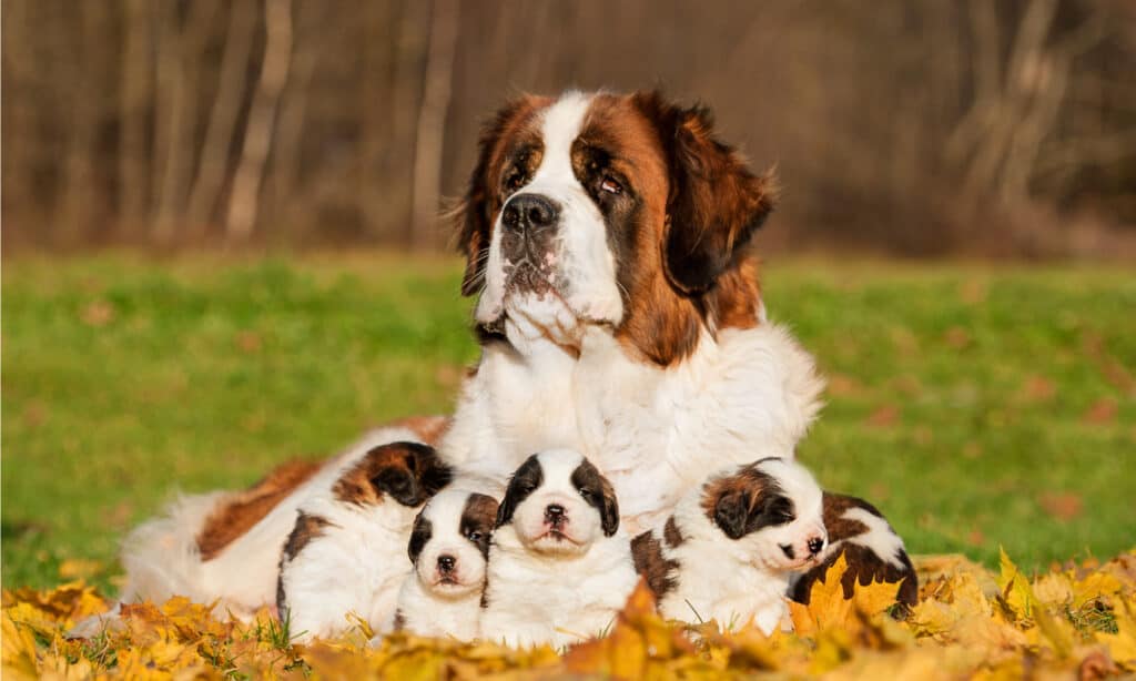 cibo per cani per cuccioli di taglia grande