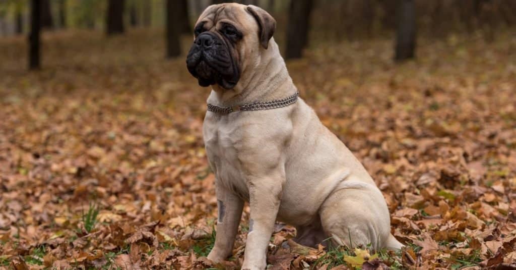Razze di cani più grandi: bullmastiff