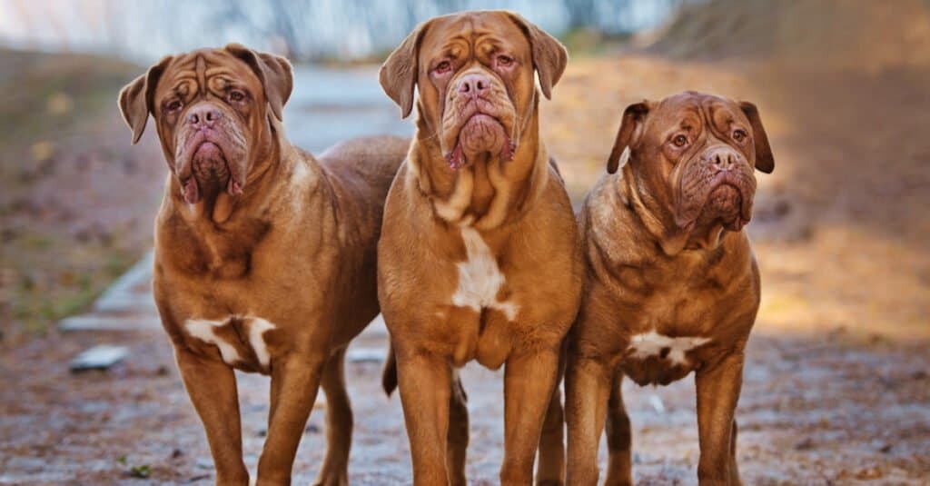 tre Dogue de Bordeaux su un sentiero fangoso
