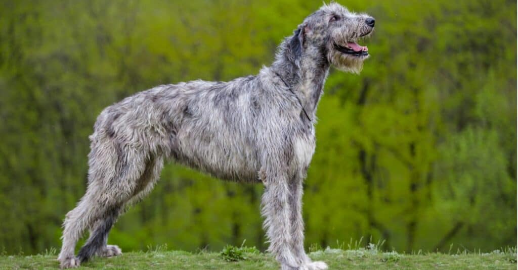 Wolfhound irlandese in piedi fuori, guardando in alto