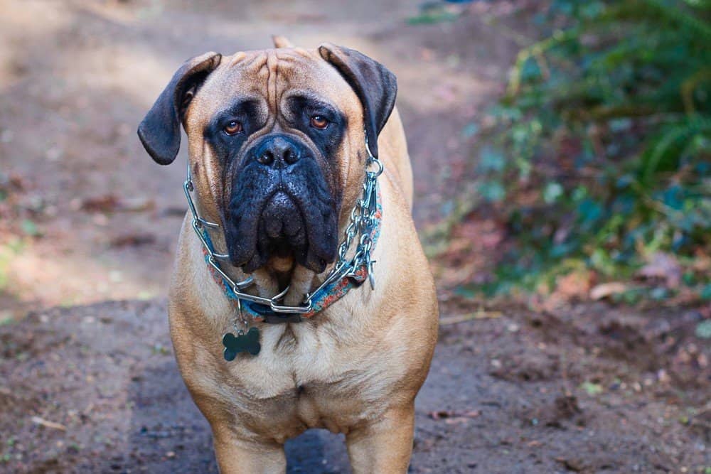 mastino su sentiero sterrato