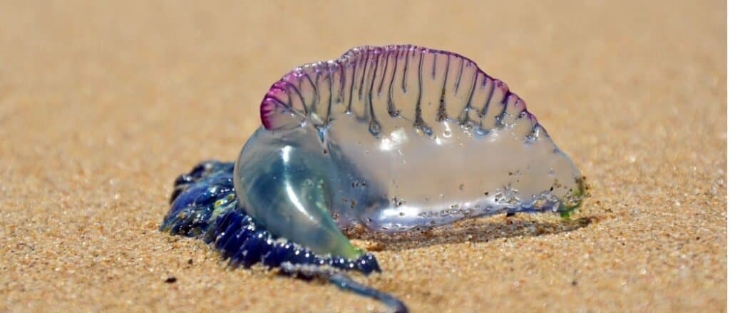 Uomo di guerra sulla spiaggia