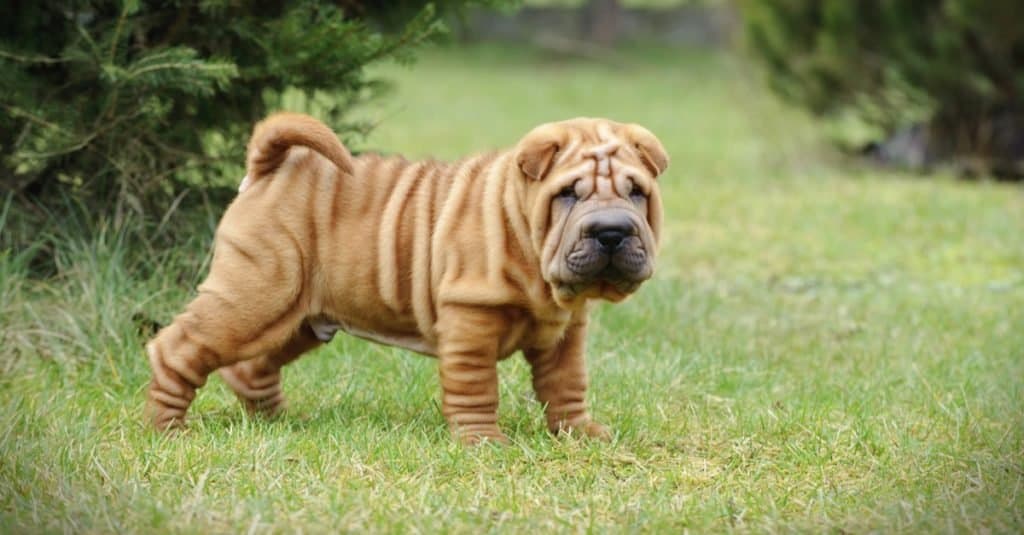Cucciolo cinese di Shar-Pei che gioca fuori nel giardino