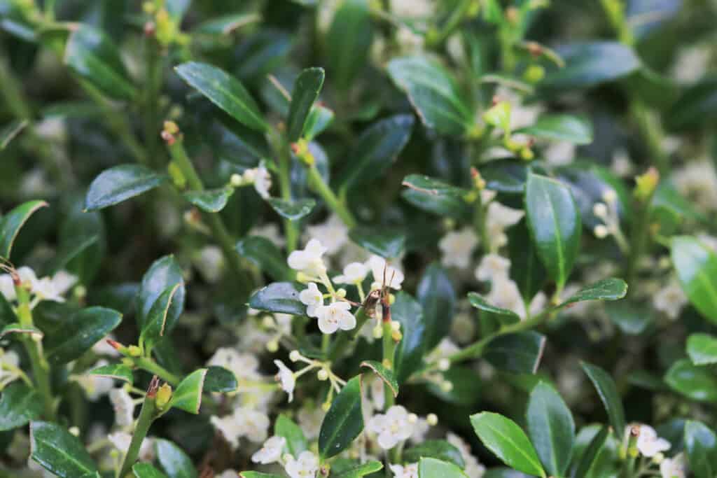 Agrifoglio dal tocco morbido