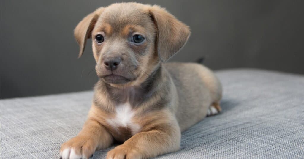 Piccolo cucciolo di Chiweenie sdraiato su un divano grigio.
